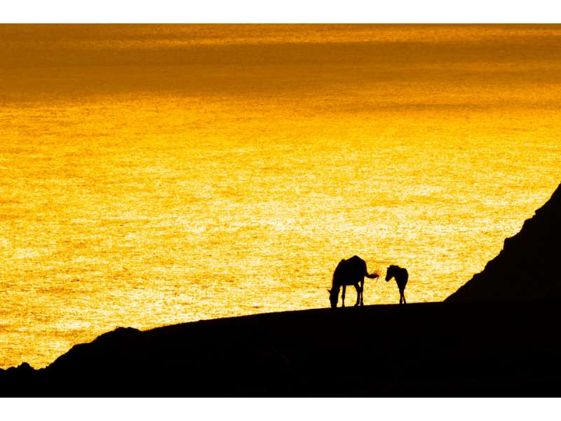 馬と夕日