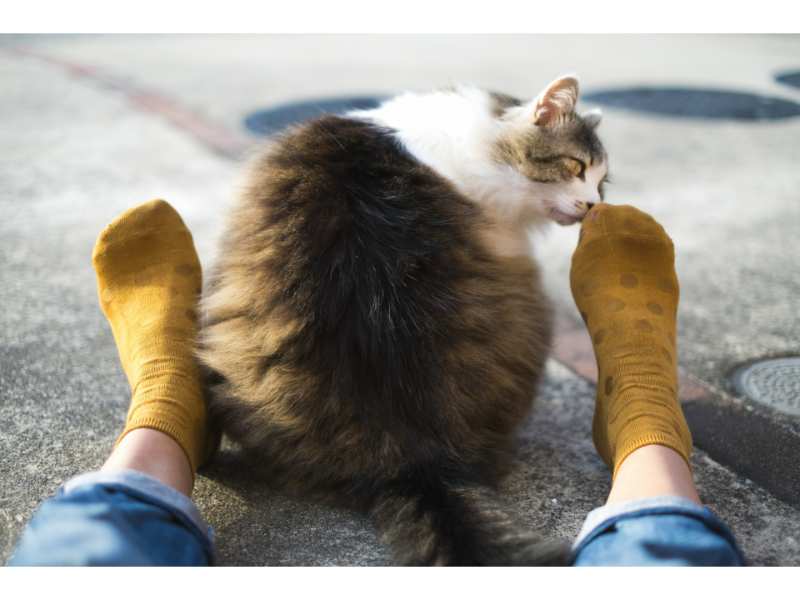 靴下と足とネコ
