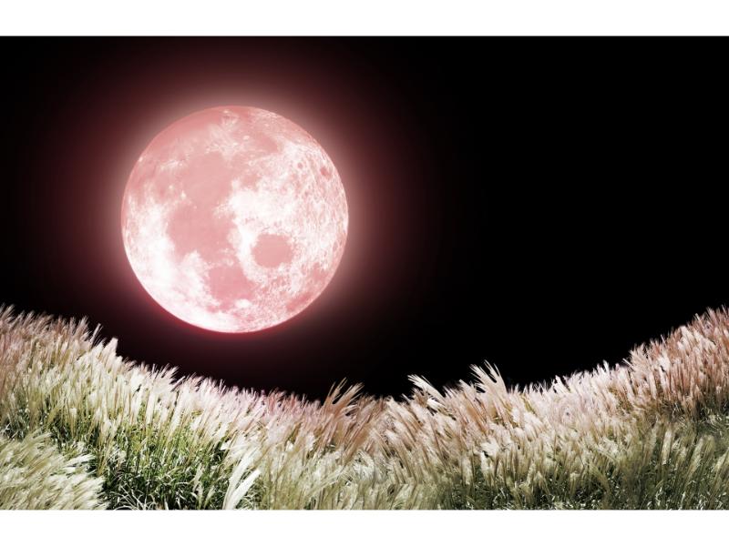 ピンク色の月とススキ